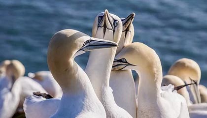 开云体育APP下载-中澳女队混合接力巅峰对决，中澳女篮