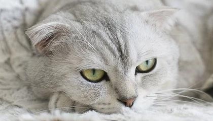 KAIYUN 中国大陆-战队战术创新助力夺冠，创新战队名字