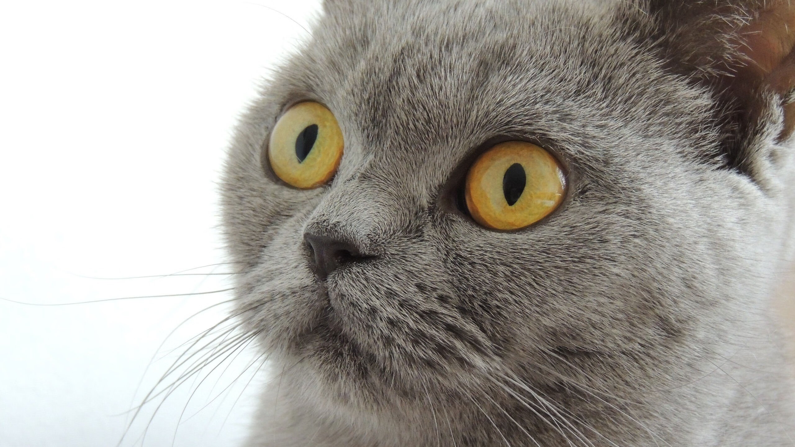 AI引擎赋能:智能测评、战术分析助推专业化发展,ai引擎是干什么的