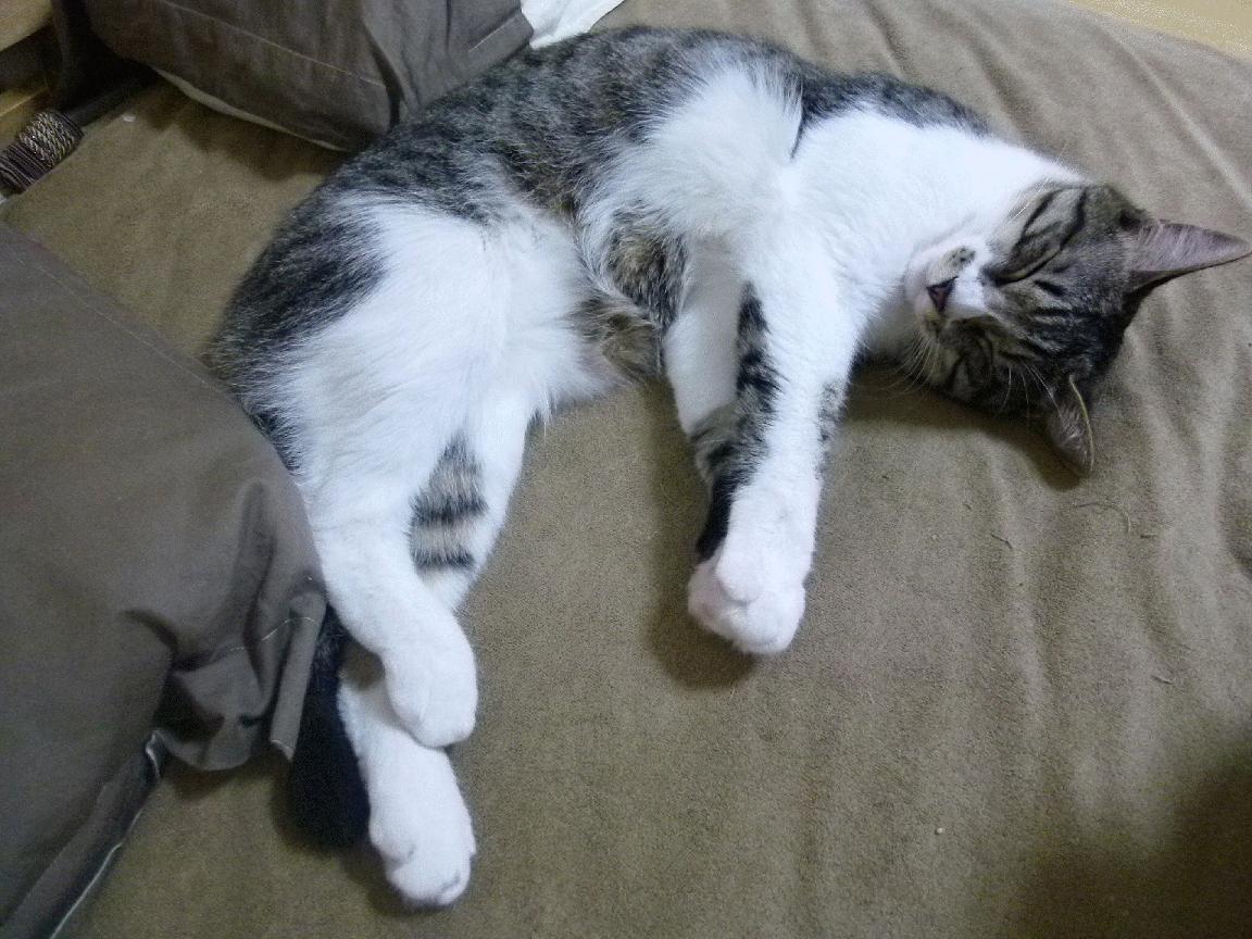 S赛历史回顾:历届冠军的战术特点与时代印记,s赛事历届冠军