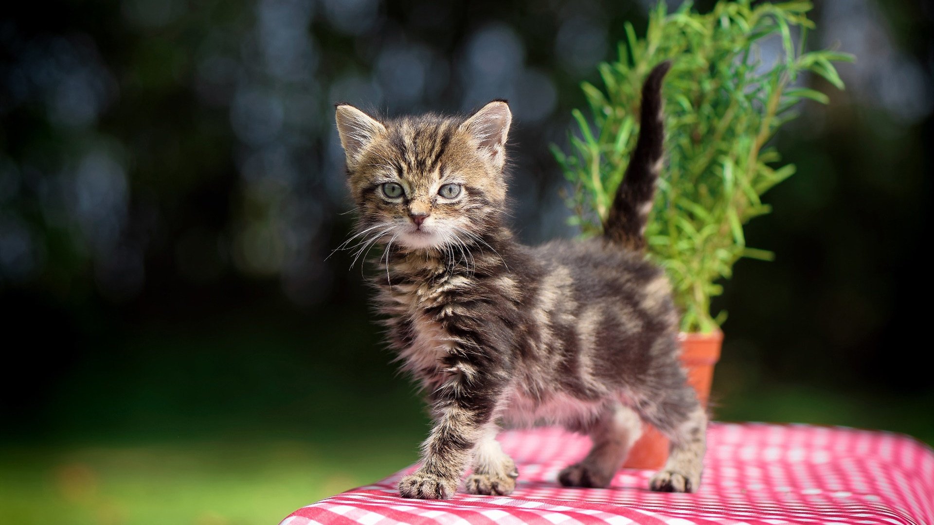 kaiyun官方网站-WRC比赛日常：车队的幕后生活揭秘，wrc历届车队冠军