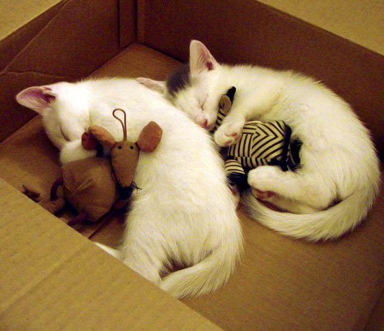 “青春奋起”青少年篮球明星选拔营在南京抢占先机,塑造未来偶像