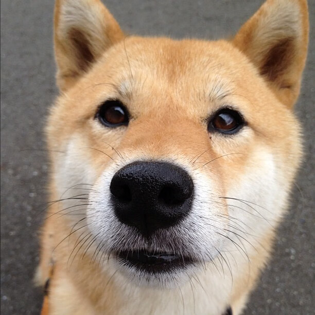 KAIYUN 中国大陆-传奇教练的秘密：他们的战术体系如何助力球队夺冠？，传奇主教练