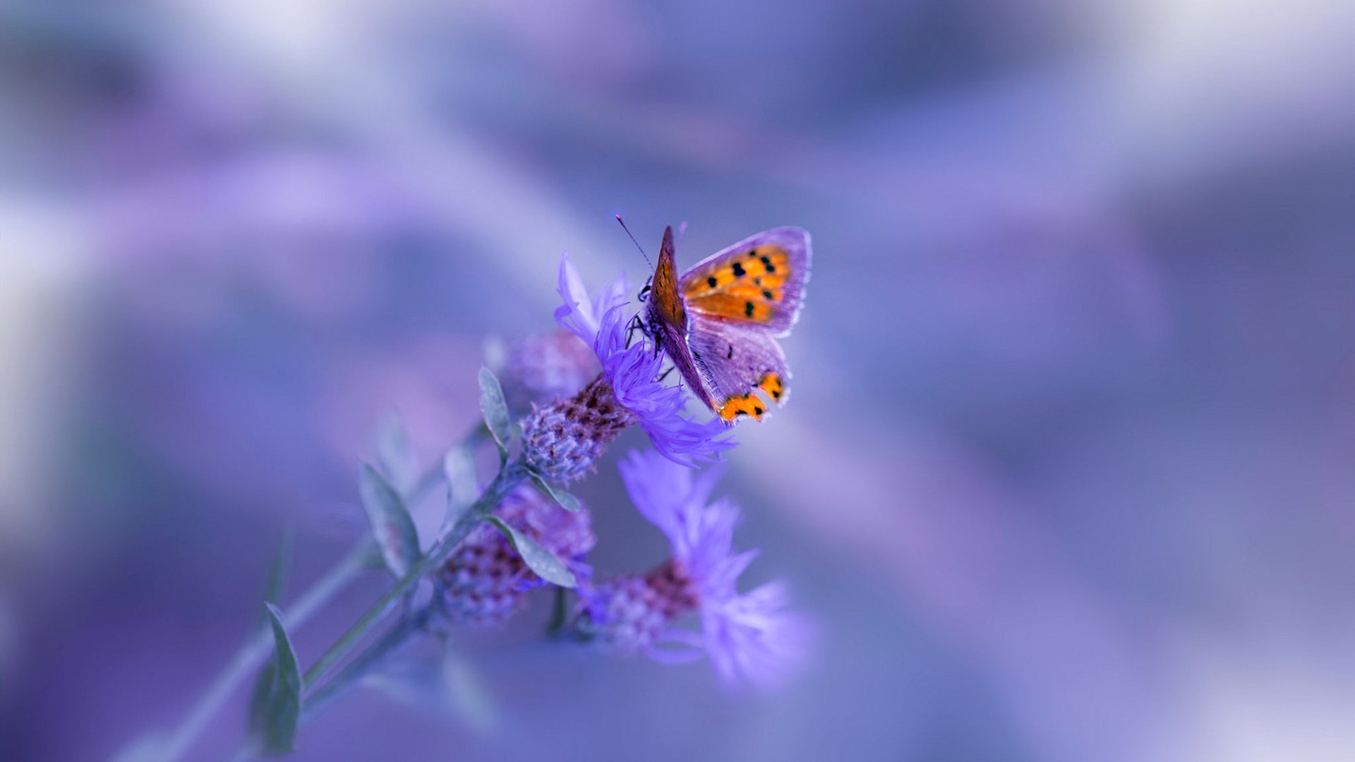 伊朗踢“冰上短传渗透”，欧洲队全程跟不上，伊朗足球