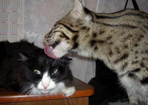 开云kaiyun-女篮青训体系加快职业化进程，中国女篮青训