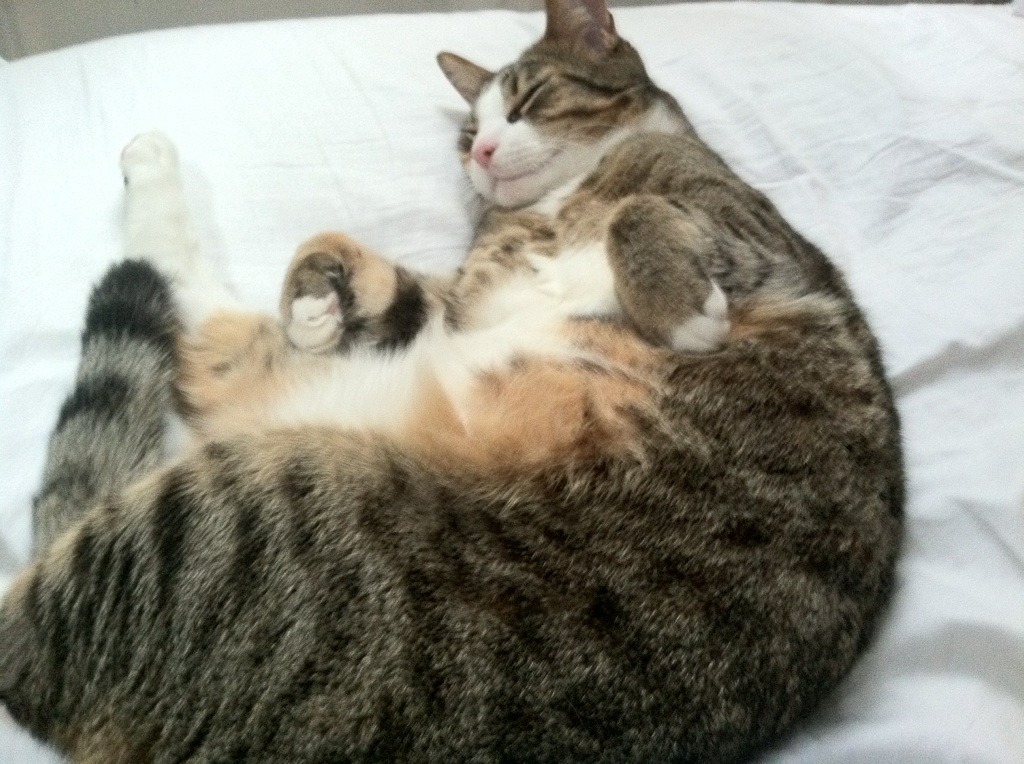 足球直播后台系统支持多机位弹性切换，足球场直播设备