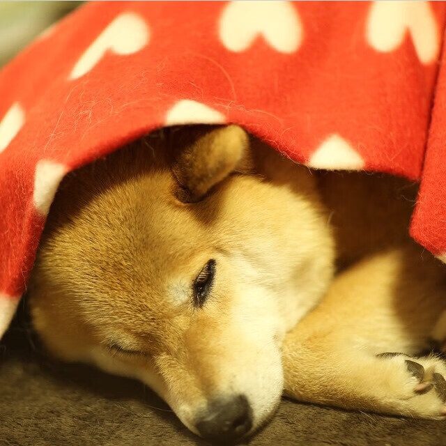 中超联赛球员表现不俗,技术娴熟,中超联赛所有队伍