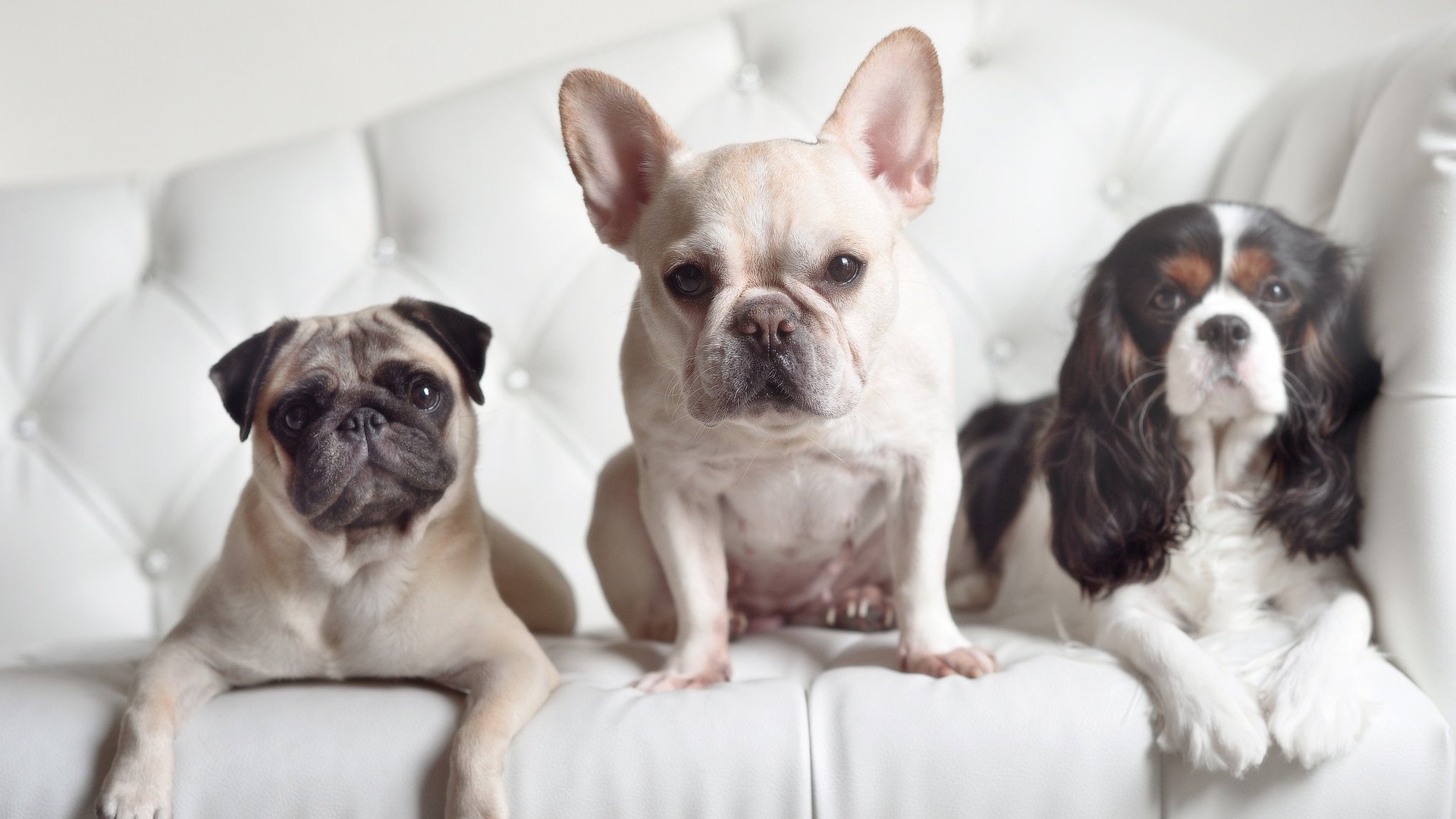 开云官方网站-山东泰山主帅调整阵容应对密集赛程，山东泰山队主场