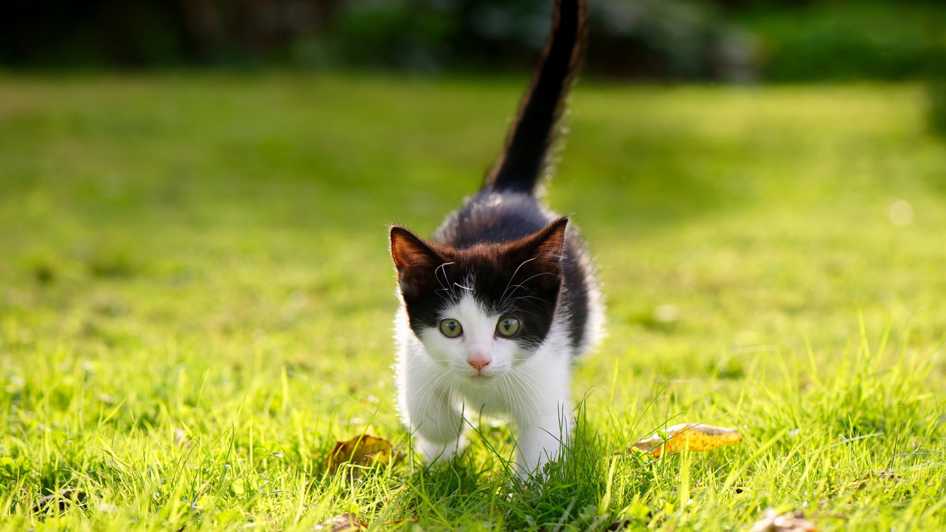 悉尼国王关键时刻发挥冷静，悉尼国王队球员名单