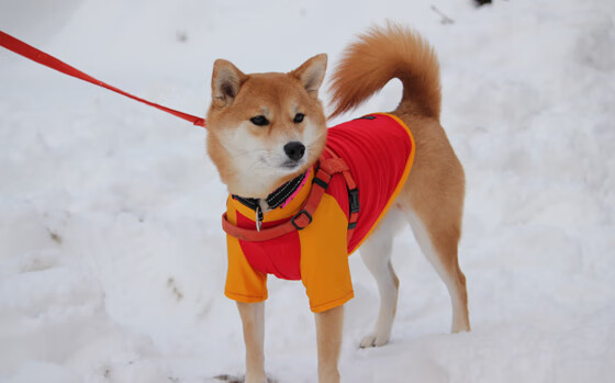 快船险胜雷霆，乔治砍下赛季新高引爆全场，快船乔治组合