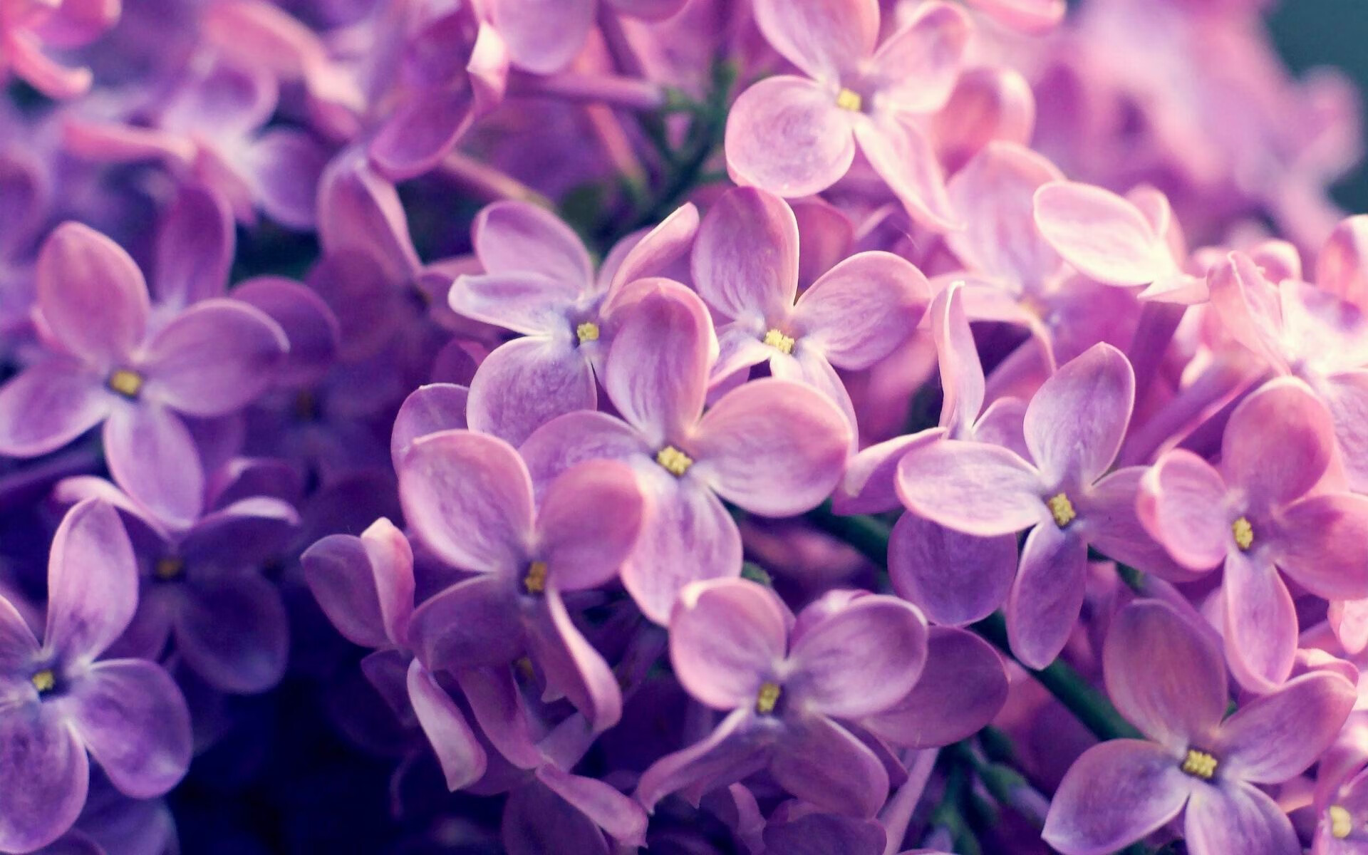 阿森纳奋力冲顶,夺冠希望不容忽视,阿森纳经典比赛