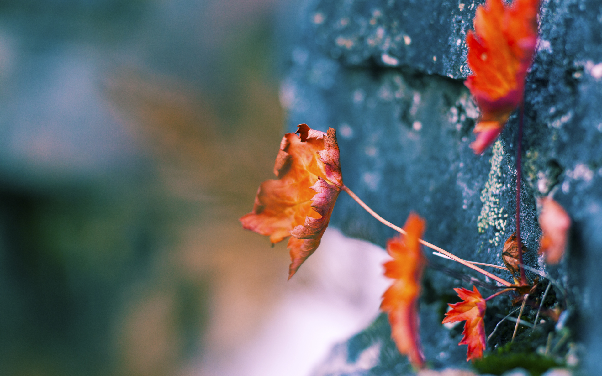 Kaiyun APP-马德里竞技坐阵主场，追求胜利之路，马德里竞技资料