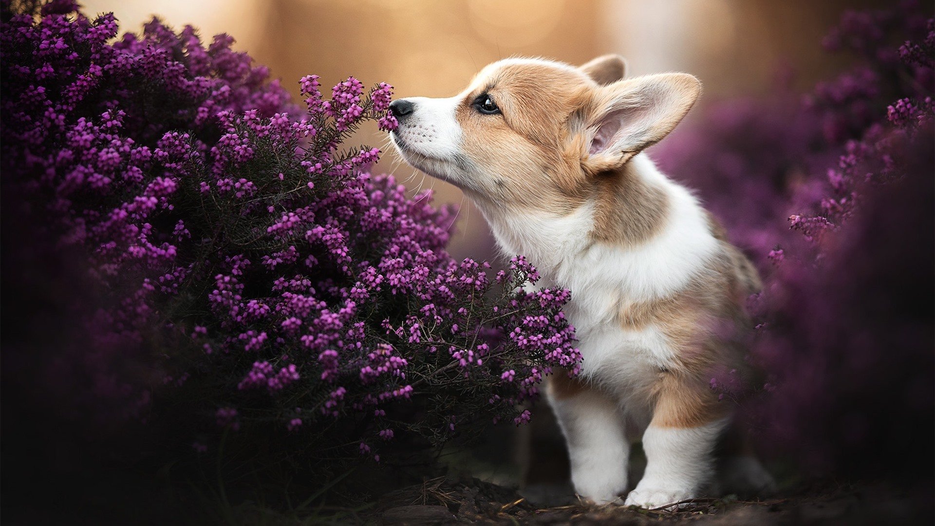 中国篮球运动员防守技术提升策略及训练方法,篮球个人防守技术