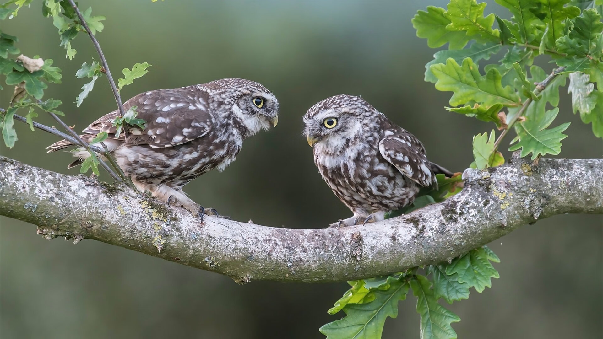 中超联赛边后卫助攻频率排行，中超助攻榜最新排名