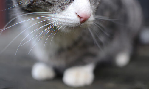 kaiyun体育app-伊朗男篮在亚洲预赛中奋勇争先，迈向奥运奖牌阵地，伊朗男篮亚洲杯预选赛