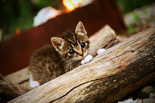 开云网页版登录入口-全球青少年足球推广项目持续深化，未来足球星光无限，青少年足球论坛